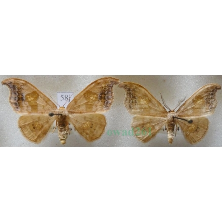Sabra harpagula (Esper, 1786) pair Wycinka puginałówka Slovakia58j